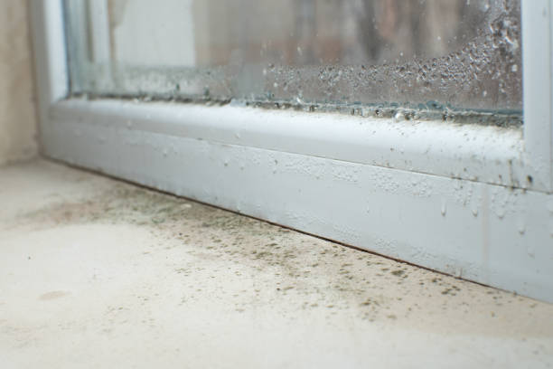  Sauk Centre, MN Mold Removal Pros